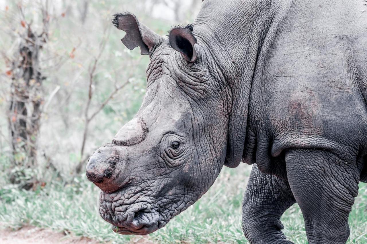 Milima Big 5 Safari Lodge Hoedspruit Esterno foto
