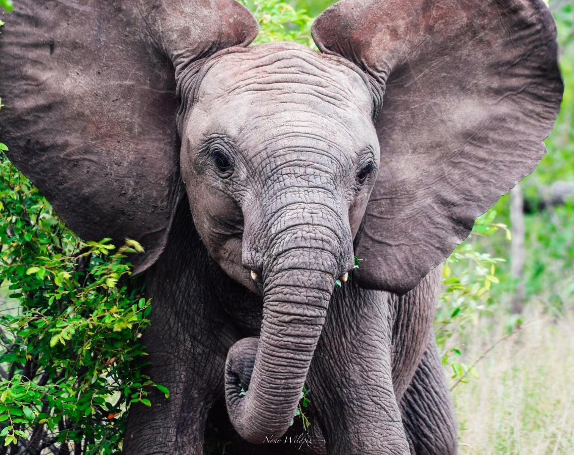 Milima Big 5 Safari Lodge Hoedspruit Esterno foto