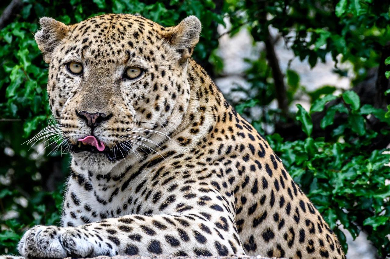 Milima Big 5 Safari Lodge Hoedspruit Esterno foto