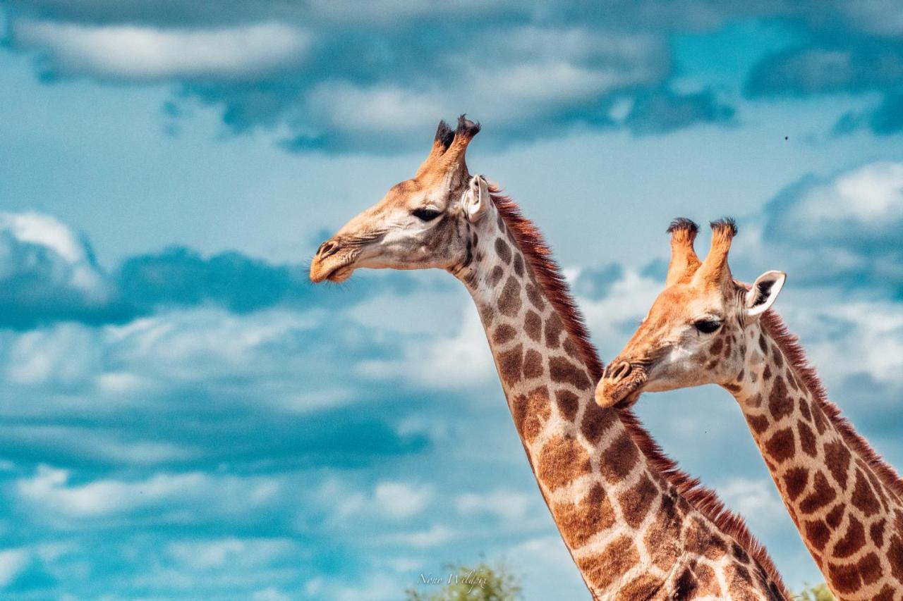 Milima Big 5 Safari Lodge Hoedspruit Esterno foto