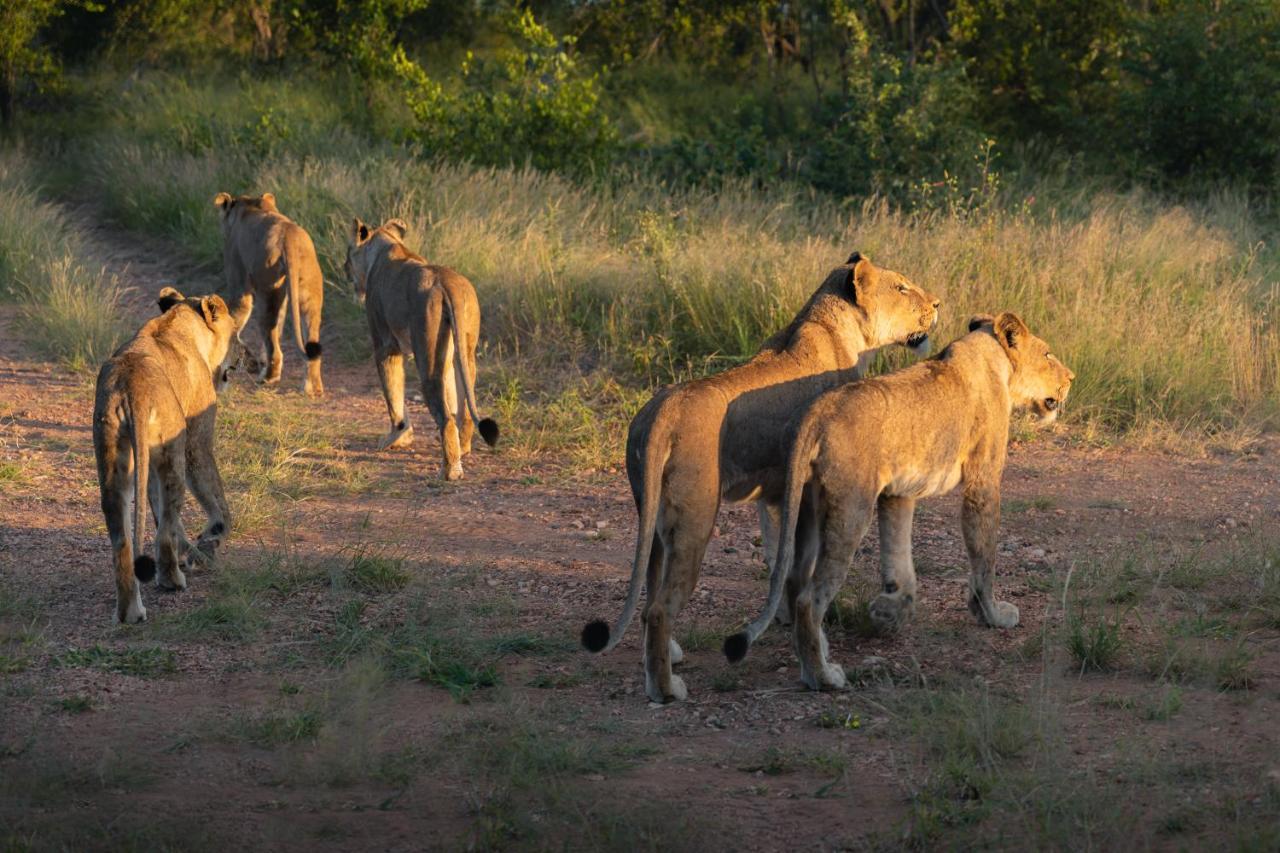 Milima Big 5 Safari Lodge Hoedspruit Esterno foto